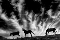 568 - THREE HORSES - KISS IMRE - hungary <div